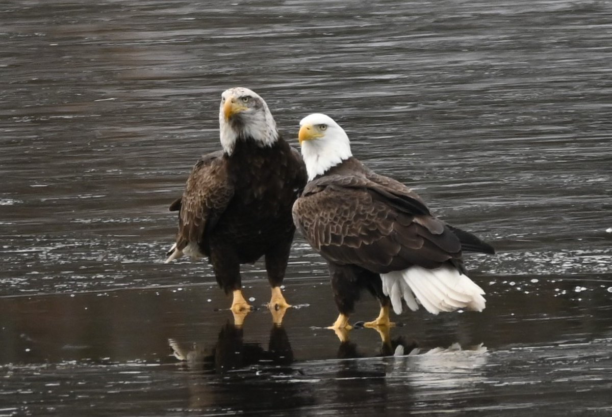 The 14 nesting pairs of The Last Green Valley had 18 confirmed chicks in 2022! it is typical for eagles to have 1 or 2 chicks a year. 
#baldeagles #raptors #birdsofprey #nationalheritageareas #nps #thelastgreenvalley #tlgv #ctvisit #discovercentralma