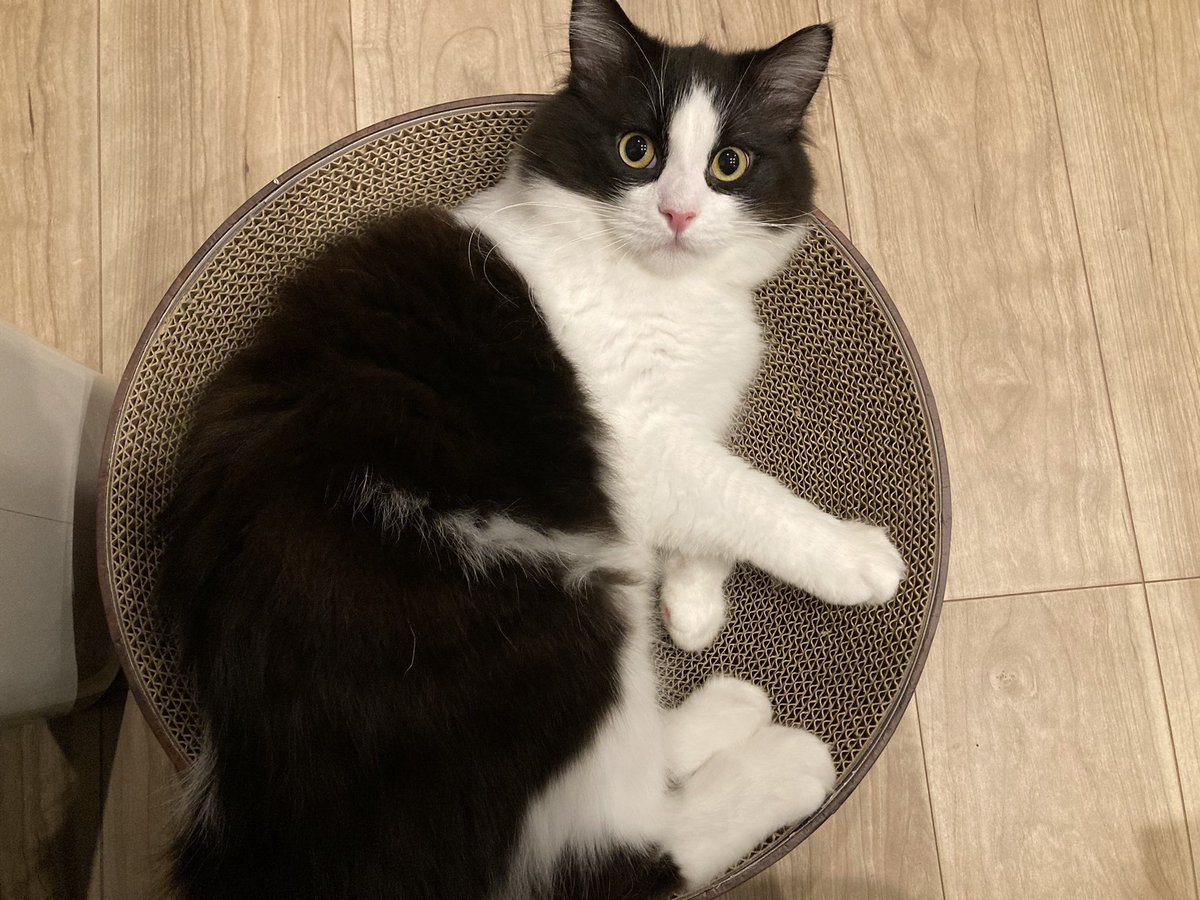 あけましておめでとうございます🎍クリスマスプレゼントだった猫壱のガリガリサークルが猫に大人気すぎてびびっております。そして今日から社会復帰…頑張っていきましょー😩今年もよろしくお願いします✨