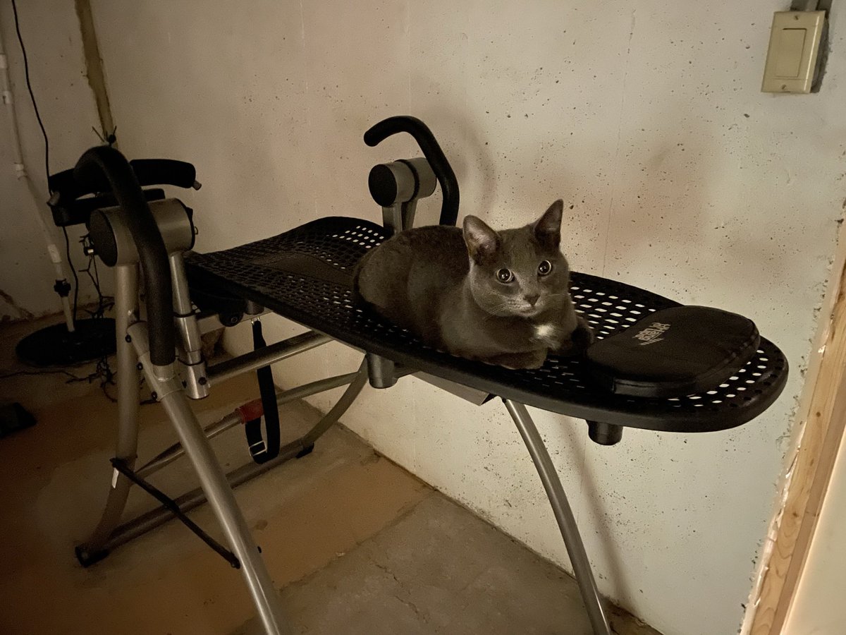 thayeroverthere's tweet photo. @davidleavitt My cat somehow figured out how to lay down on an inversion table lol https://t.co/nfDwRolyHq