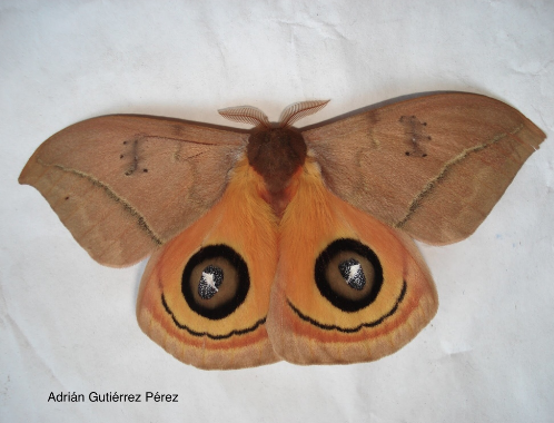 cerrodeculebras's tweet photo. Descubrir el universo oruga de polilla ojo de venado Brewster Cerro de Culebras @salinias @staci_simonich @berriesGood4U @FDGenetics @LilianNakakawa @SarahBeeGirl @TheOregonGarden @bigboldreds @Phytoseiid @_DianaRuggiero @Hansell4Senate @Sendiane @CrystalLigori @Glenda_Gillaspy https://t.co/Ow1BQ0fSzf
