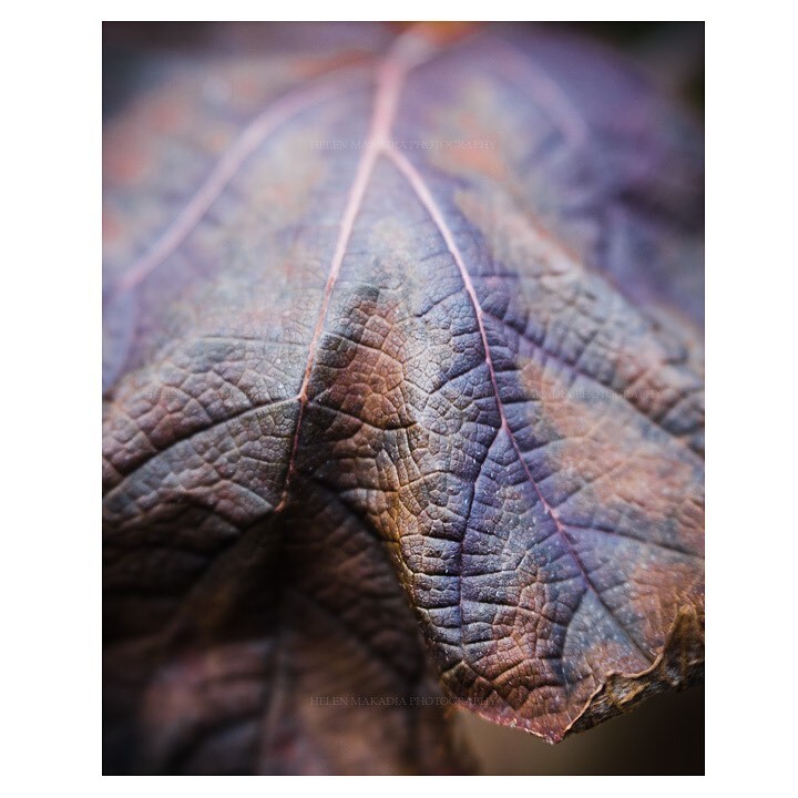 HelenMakadia's tweet photo. Loving the colors and textures of this oak hydrangea leaf. 💜💙🧡
#photography #lensbabyvelvet56 @lensbabyusa #oakhydrangea #hydrangealeaf #winterinnewengland #macrophotography #macronature #shotoncanon #helenmakadiafineart https://t.co/VynxmQk7nh https://t.co/h65UQBy9yw