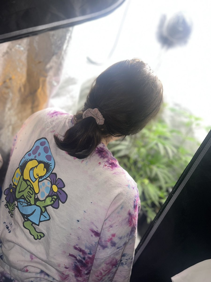 Some people become crazy cat ladies. I'm a becoming a crazy plant lady &amp; loving every second of it 🌱⛑❤️😻

My home grow is back up and operating for the first time in 15 months! I’m so excited!!!! Happy Tuesday fam 🥹😻😹🙏🌱⛑🔥💨

#Mmemberville #okmmj #homegrow #cannamom