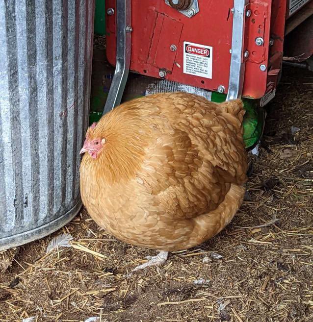sp_murphy's tweet photo. First year engineering problem authors: Assume a spherical chicken
Science: We got you fam https://t.co/Gcu4aURxwg
