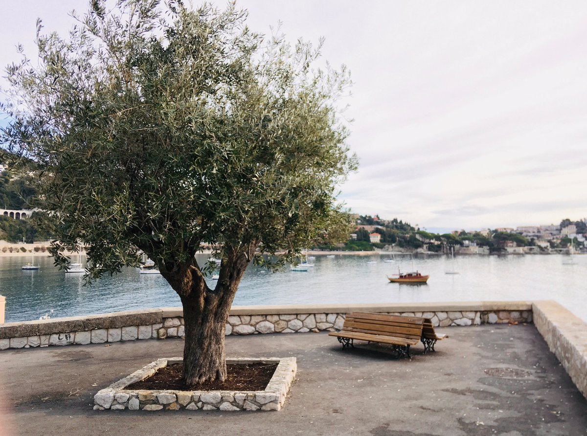 RGE_Art's tweet image. The tree or the sea. Love this bench at Villefranche-sur-Mer. #treeview