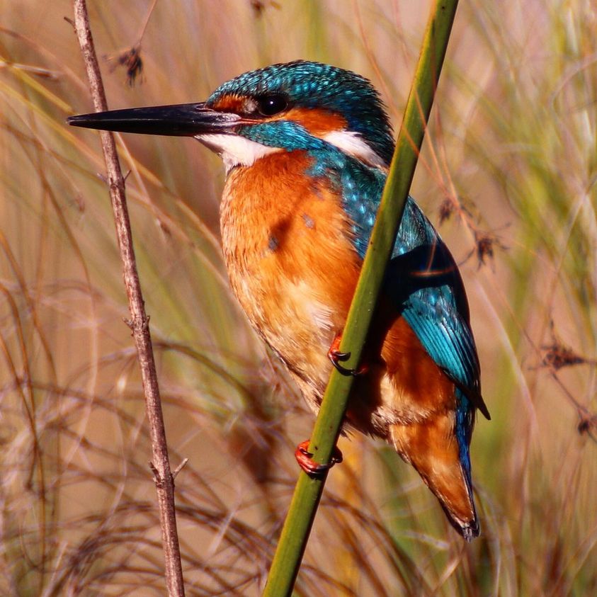 AlperJulian's tweet photo. Nature of Israel - Photo Blog: 2022-12 https://t.co/9kGnNiwqcO 
#wildlifephotography #naturephotography #kingfisher #natureofisrael #israel #photography #photooftheday #birds #birdphotography #telaviv #wildlife #birdwatching #israelnaturediary
Kingfisher - from the December post https://t.co/IWLKtGBanz