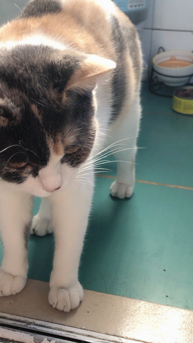 77fairy_'s tweet photo. She  is missing。。。😭😭😭😭 https://t.co/xPLldjTrmg