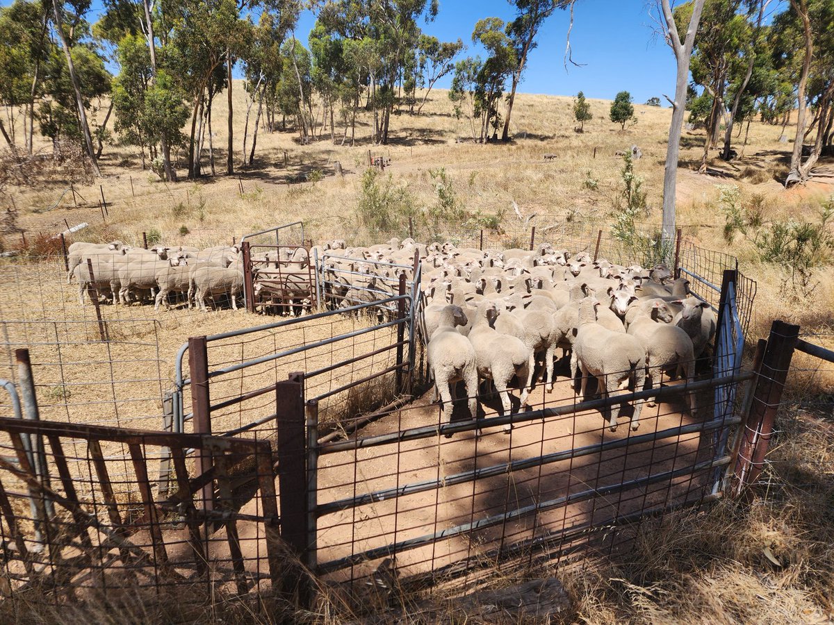 The clover seems to agree with these XB lamb. 
#grassfed #grassfinished #redmeat #sheep #lambs #MPM #SRS #WhiteSuffolk