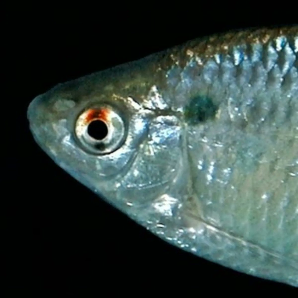 ごーたな (@tanago12345) / Posts / X