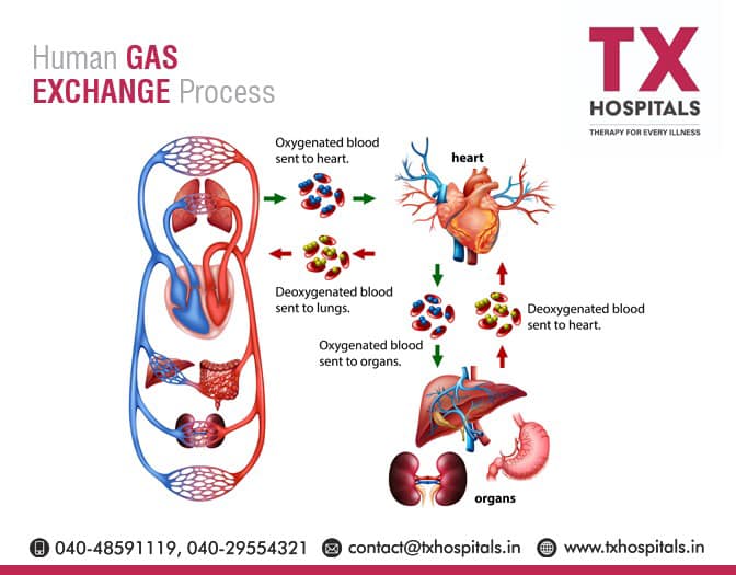 Human Gas exchange process

Visit us:
🌍txhospitals.in
contact:
📞04048108108
📞04043108108
#txhospitals #txhospitalsinuppal #txhospitalsinkachiguda #txhospitalsbanjarahills #besthospitalinhyderabad
 #multispecialityhospital #gastro #gastricproblems
#gastronology