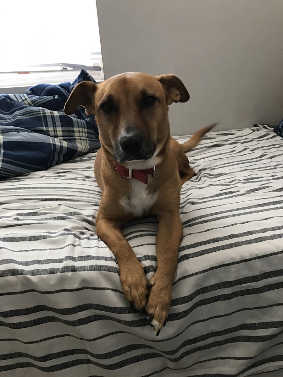 trippyqt's tweet photo. Rip Simba 🕊️ Lost my best friend today. Sad to see him so weak since being diagnosed with cancer a few months ago. Hoping you’re in a better place pup. ❤️ https://t.co/M3t6nStEug