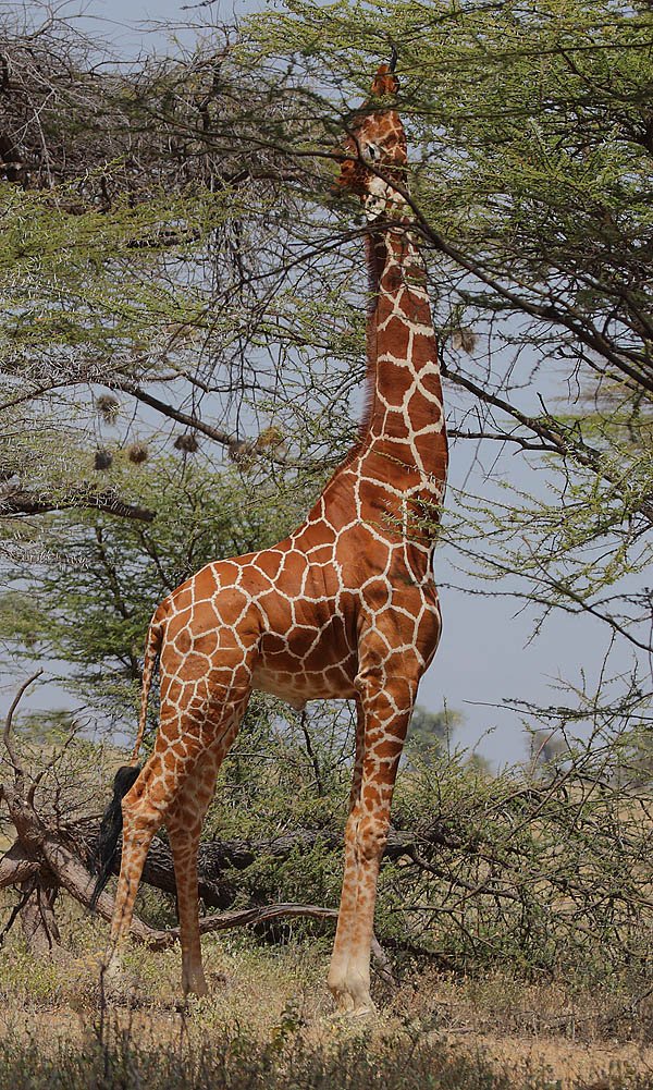 Africa Updates On Twitter RT africaupdates A Giraffe is Called africa-updates-on-twitter-rt-africaupdates-a-giraffe-is-called