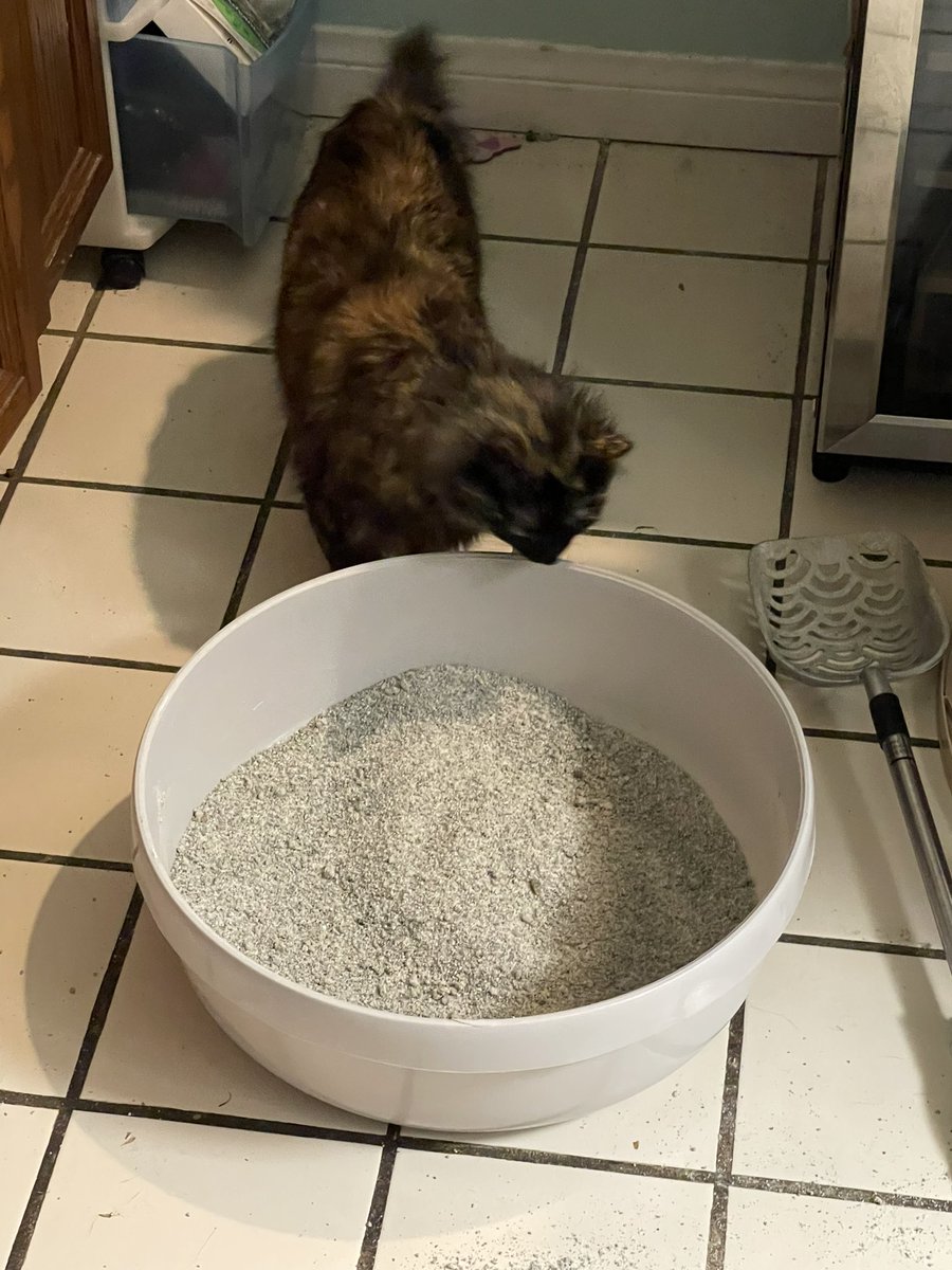bobbythemonkey's tweet photo. If you ever need to collect a fresh stool sample from your cat, just clean their litter box. https://t.co/kPdJYws44Q