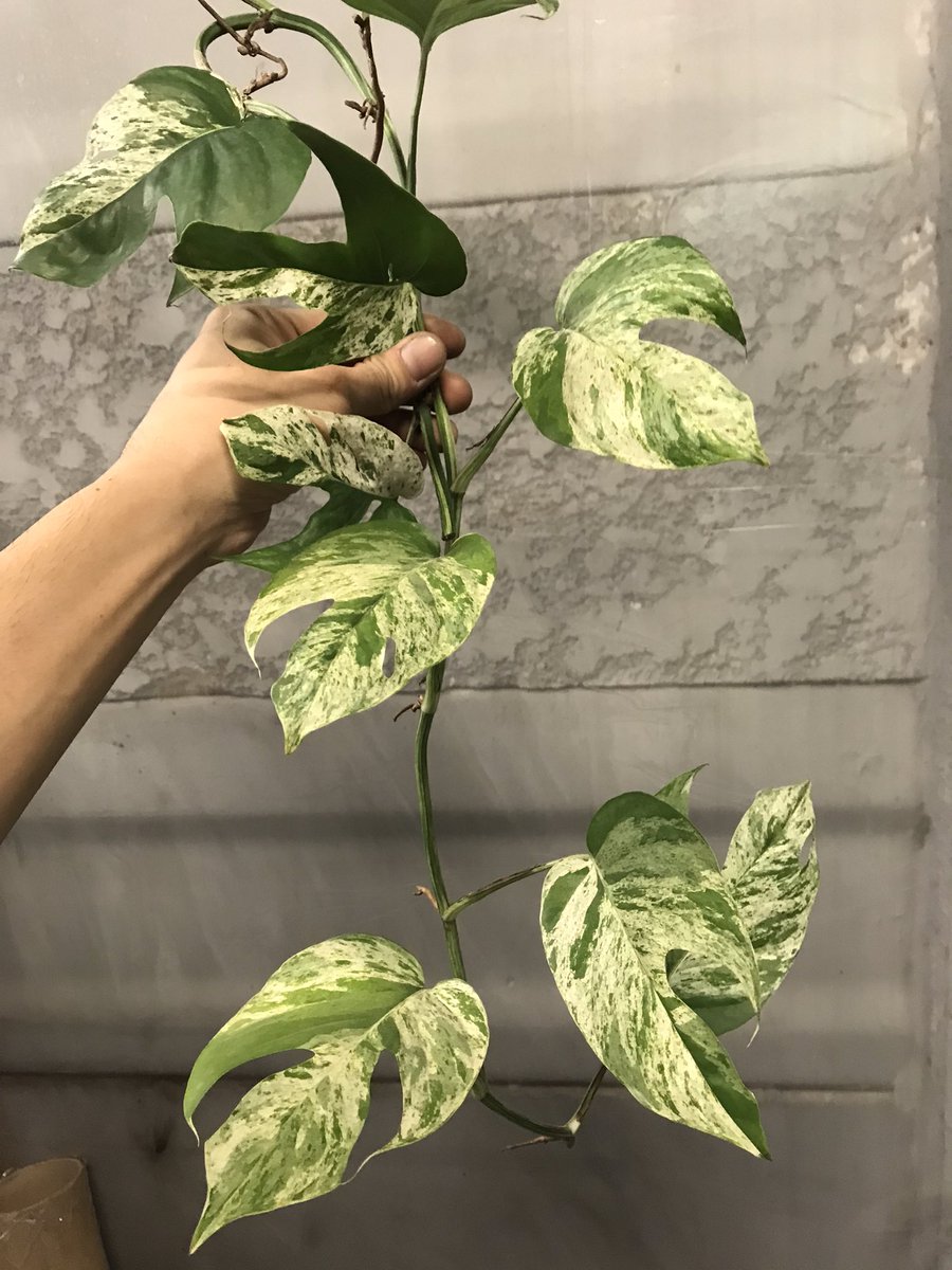 JPCVW0526's tweet photo. Epiprenmun Marble Variegated #epi #variegated #epimarble https://t.co/GdREQmhnOJ