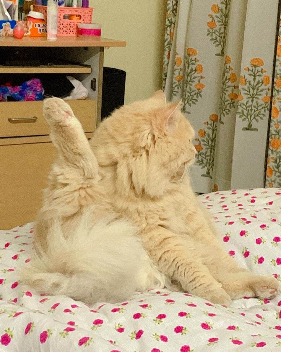 SavvysPilates's tweet photo. New year I want to be fit so trying some yoga poses….#persiancat https://t.co/ARhH3pXUYr