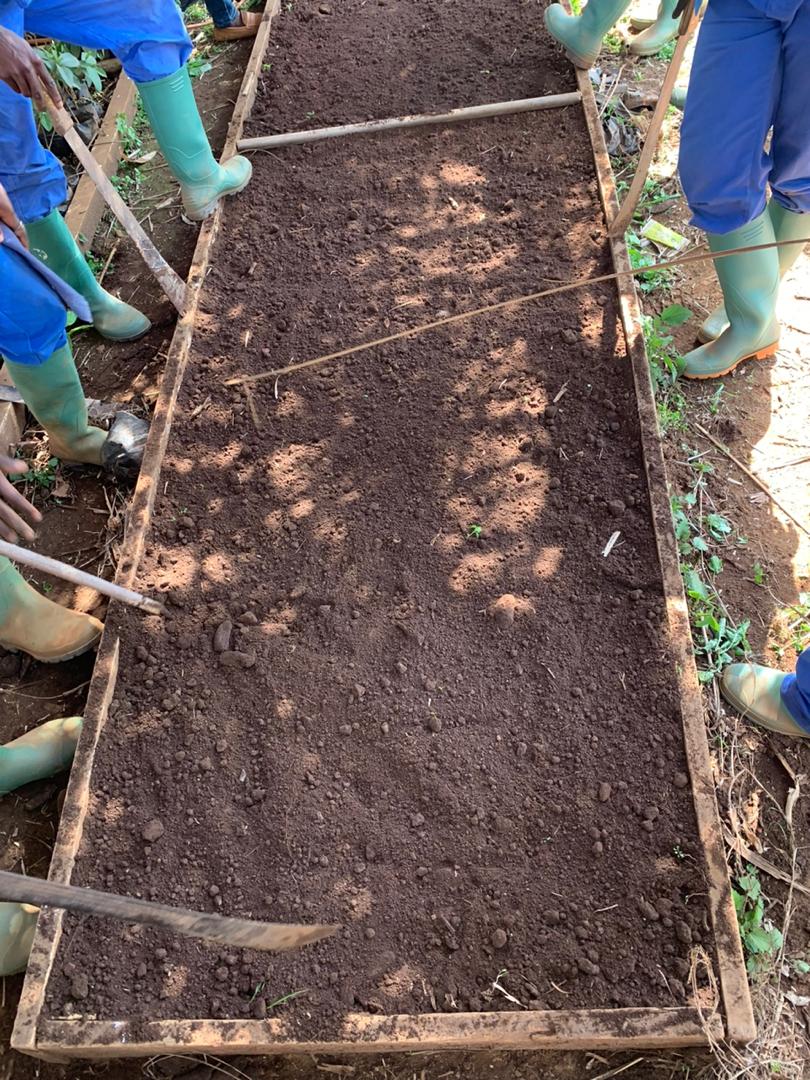 BaurelJean's tweet photo. The pigeon pea (Cajanus cajan) is a species of perennial plant in the Fabaceae family. We train our young engineers on species that contribute to fertilising the soil and providing nutrients to living beings.
@UNEP
@1popmovement 
@YALDACameroon 
@jlnu_cameroun https://t.co/APZWRtKohg