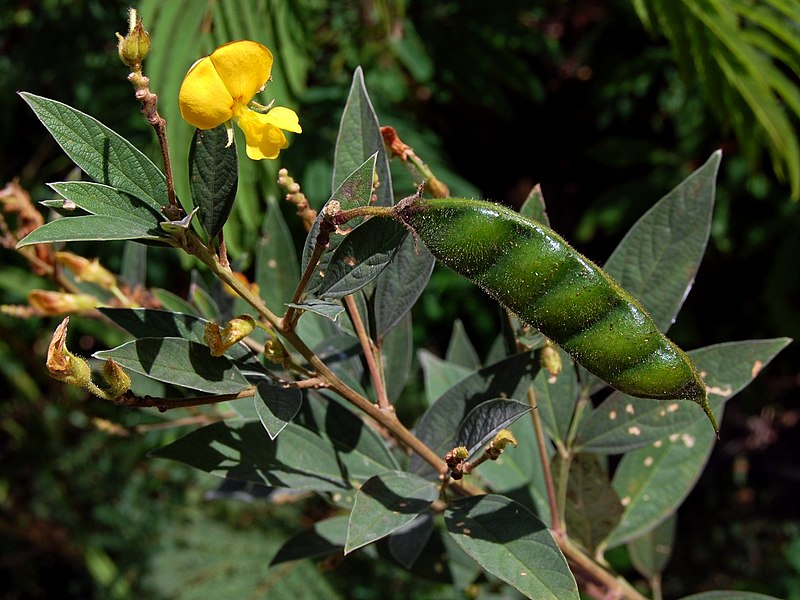 The pigeon pea (Cajanus cajan) is a species of perennial plant in the Fabaceae family. We train our young engineers on species that contribute to fertilising the soil and providing nutrients to living beings.
<a href="/UNEP/">UN Environment Programme</a>
<a href="/1popmovement/">POP Movement</a> 
<a href="/YALDACameroon/">YALDA Cameroon</a> 
<a href="/jlnu_cameroun/">ANYL4PSD</a>