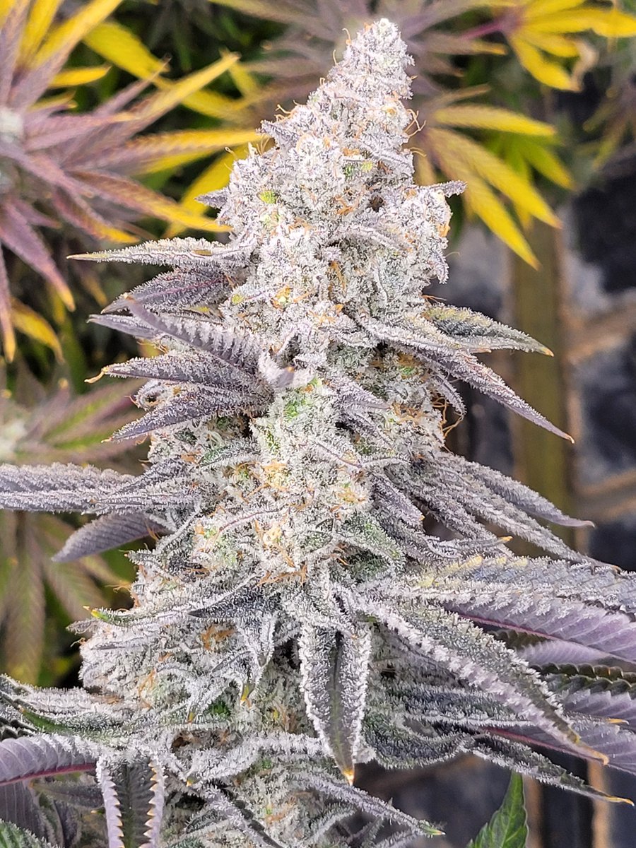 Don't miss out on Angry Gorilla S1! Check out linktr.ee/brad919x for details and updates #cbd #CannabisCommunity #cannabisculture #Homegrown #weedlovers #StonerFam #canvaslabs #cannabistesting