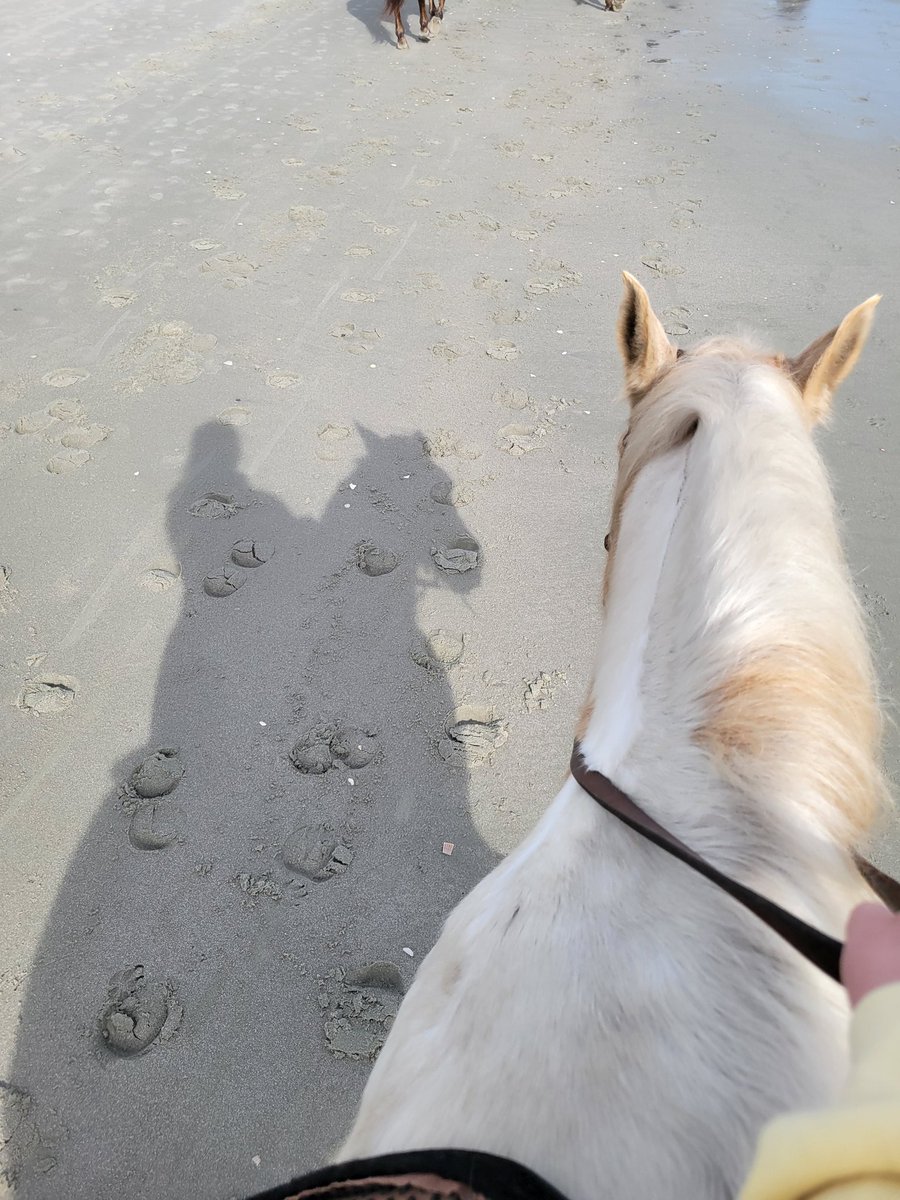 MANuDIEDBYaGIRL's tweet photo. Horseback riding on the beach was much needed and so fun today.
#MANuDIEDBYaGIRL #MANuDemonDogs #DemonDogs https://t.co/e0qGm453KT