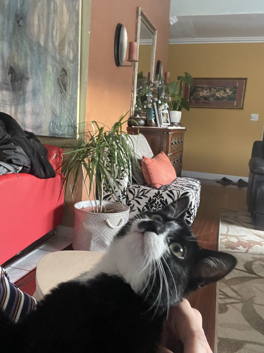 damndima's tweet photo. last few months have been tough, but this lil lady inspires me. always ready to have a good day. and she’s walking on all her legs finally!! 🤍 https://t.co/tKSghr0HRG
