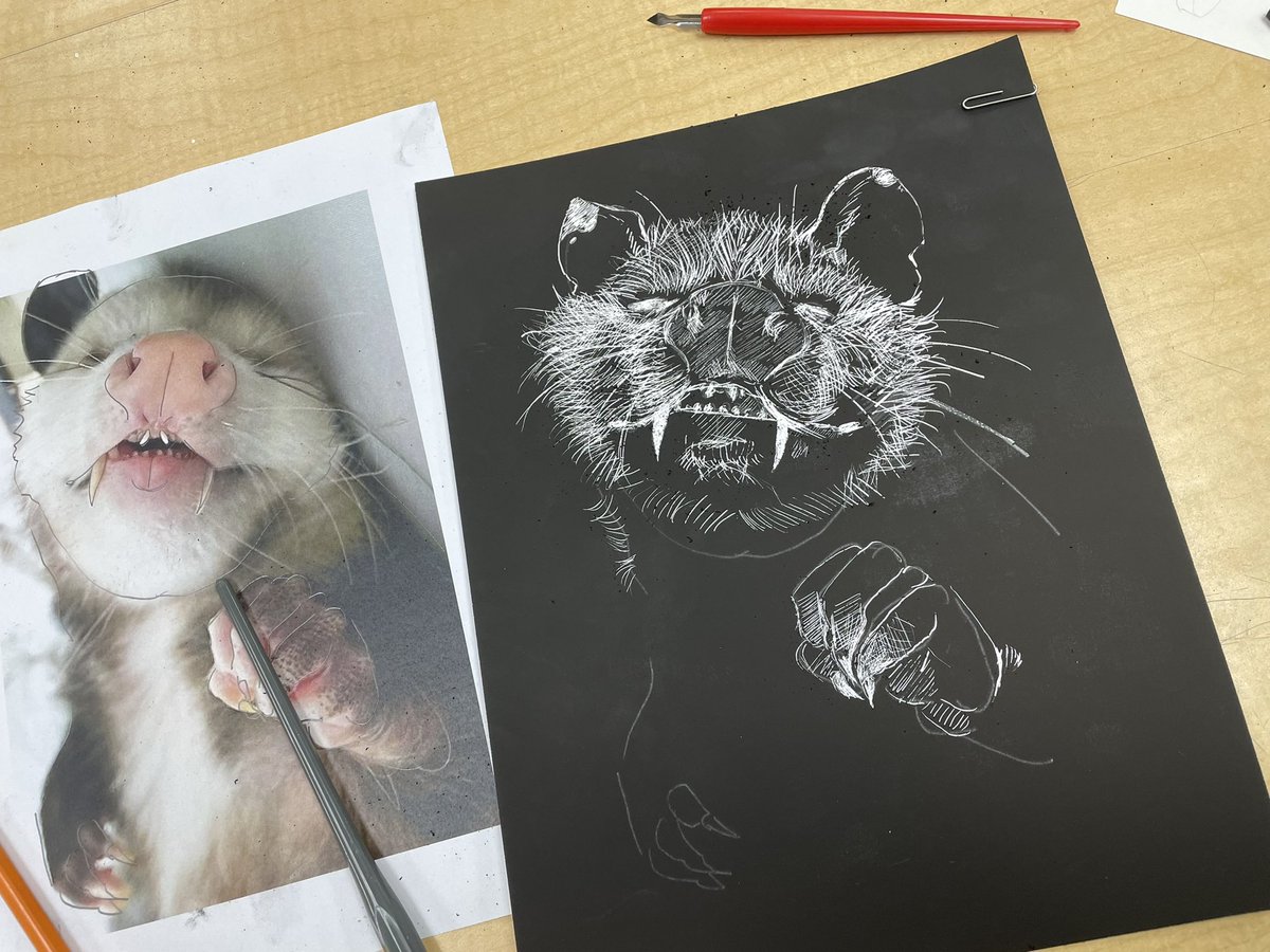 leadhanded's tweet image. okay wow I never posted either one of the scratchboard drawings I did for some reason. #scratchboard #scratchboardart #possum #opossum