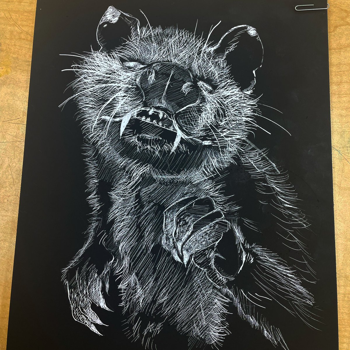leadhanded's tweet image. okay wow I never posted either one of the scratchboard drawings I did for some reason. #scratchboard #scratchboardart #possum #opossum