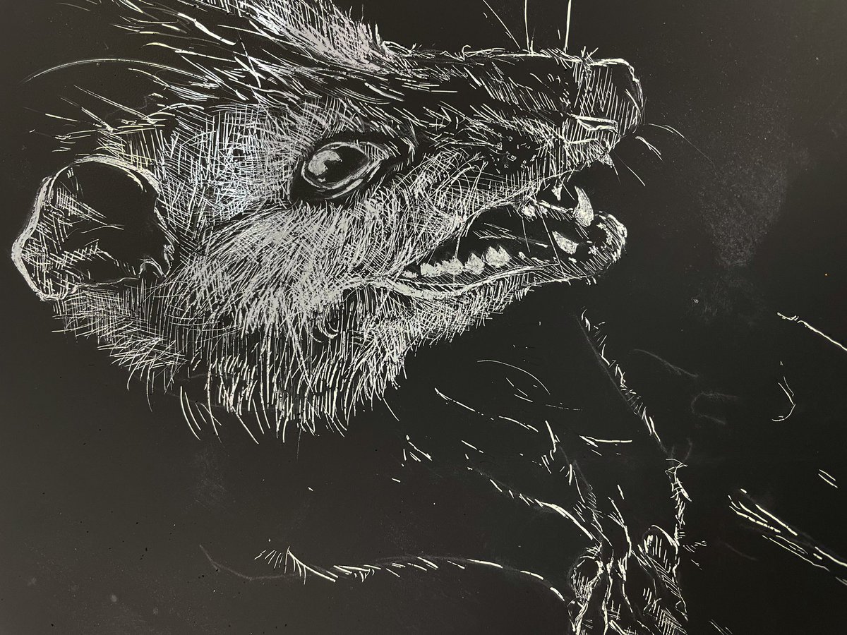 leadhanded's tweet image. he’s such a little guy. #scratchboard #scratchboardart #scratchboarddrawing #opossum #possum