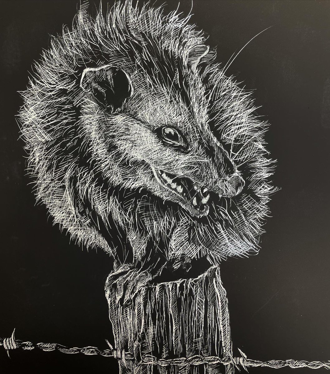 leadhanded's tweet image. he’s such a little guy. #scratchboard #scratchboardart #scratchboarddrawing #opossum #possum