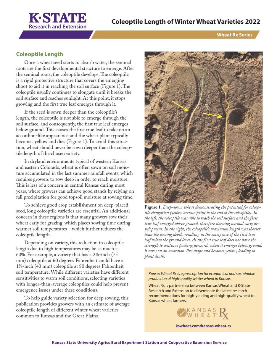 KSUWheat's tweet photo. Check out our most recent #wheatRx publication, comparing different #wheat varieties coleoptile length. This will be updated yearly for all varieties entered in the state’s variety trials. For full access:

https://t.co/WM33zZ1nKA

@KStateRE @KansasWheat @KStateAgron https://t.co/iUqwQ0ul4O