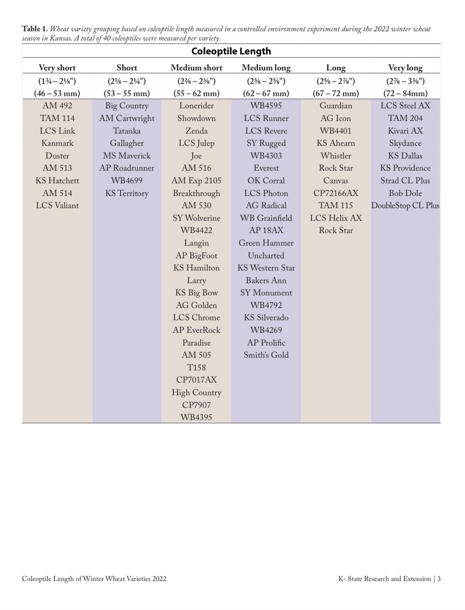 KSUWheat's tweet photo. Check out our most recent #wheatRx publication, comparing different #wheat varieties coleoptile length. This will be updated yearly for all varieties entered in the state’s variety trials. For full access:

https://t.co/WM33zZ1nKA

@KStateRE @KansasWheat @KStateAgron https://t.co/iUqwQ0ul4O
