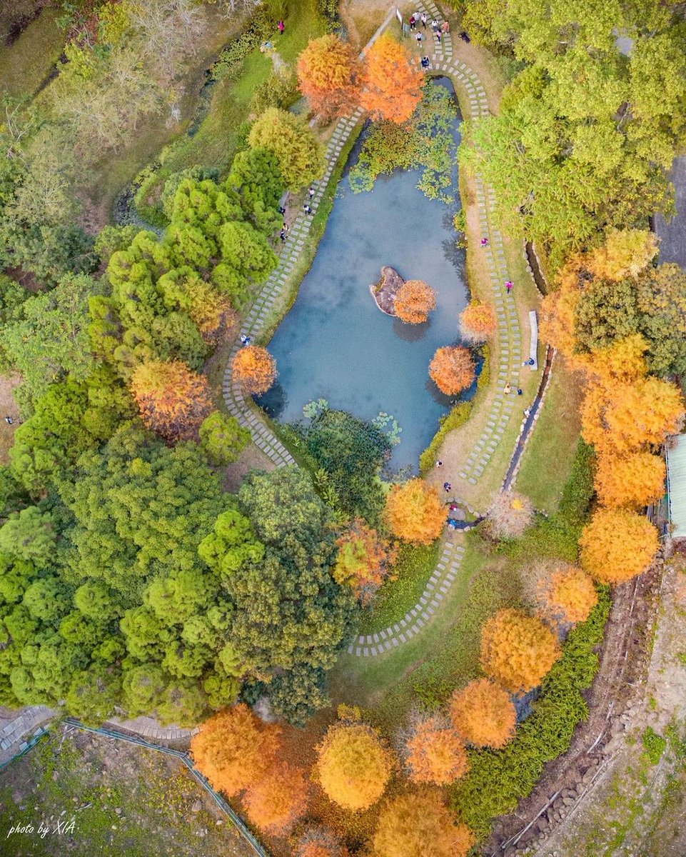 Walking in the quiet #baldcypress forest, let us appreciate the beauty of bald cypress from different angles!

#kahleZypresse #cyprèschauve #cipressocalvo #cipréscalvo