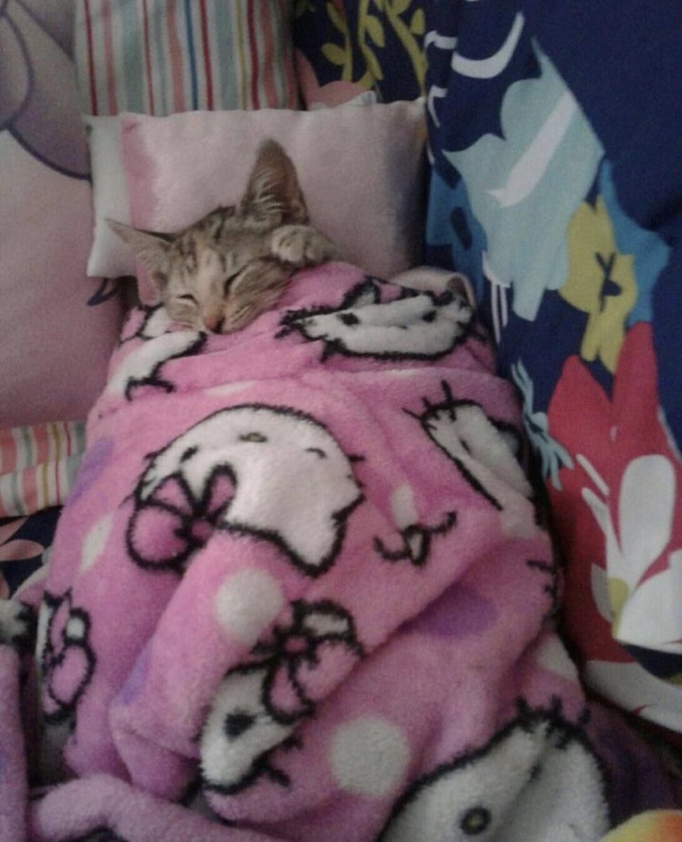 brusnos's tweet image. 