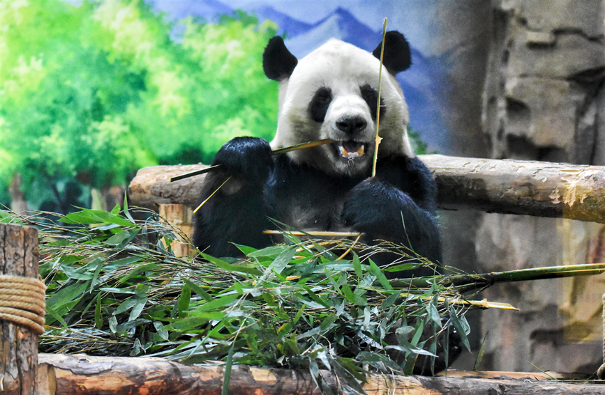 VoiceofPD's tweet photo. 🐼🐼Four giant #pandas living at the #PandaHouse in Xining, capital city of northwest China’s #Qinghai Province, showed great interest in gifts prepared for them during a celebration activity to welcome the #NewYear.
More pics: https://t.co/U72paXpcri https://t.co/fHmJkBHP2U
