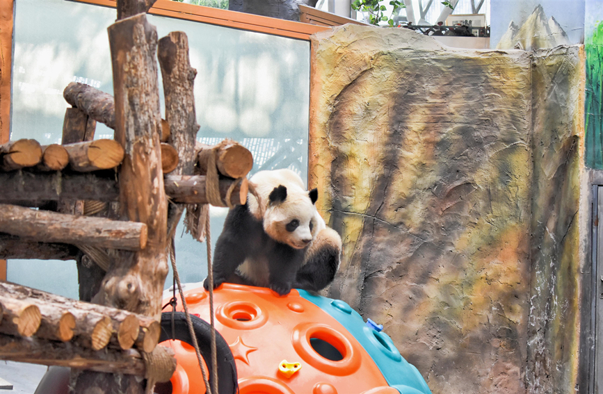 VoiceofPD's tweet photo. 🐼🐼Four giant #pandas living at the #PandaHouse in Xining, capital city of northwest China’s #Qinghai Province, showed great interest in gifts prepared for them during a celebration activity to welcome the #NewYear.
More pics: https://t.co/U72paXpcri https://t.co/fHmJkBHP2U