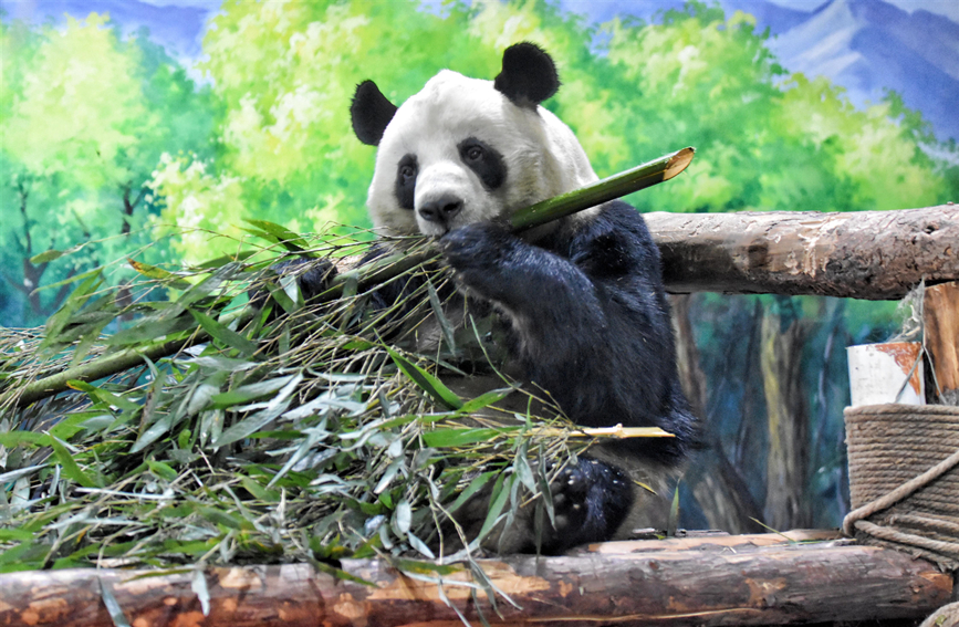 VoiceofPD's tweet photo. 🐼🐼Four giant #pandas living at the #PandaHouse in Xining, capital city of northwest China’s #Qinghai Province, showed great interest in gifts prepared for them during a celebration activity to welcome the #NewYear.
More pics: https://t.co/U72paXpcri https://t.co/fHmJkBHP2U