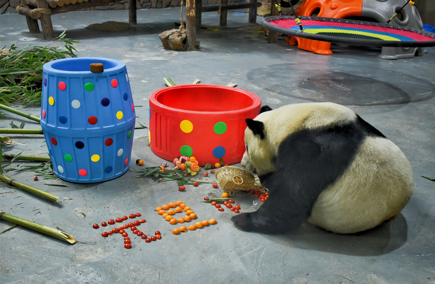 VoiceofPD's tweet photo. 🐼🐼Four giant #pandas living at the #PandaHouse in Xining, capital city of northwest China’s #Qinghai Province, showed great interest in gifts prepared for them during a celebration activity to welcome the #NewYear.
More pics: https://t.co/U72paXpcri https://t.co/fHmJkBHP2U
