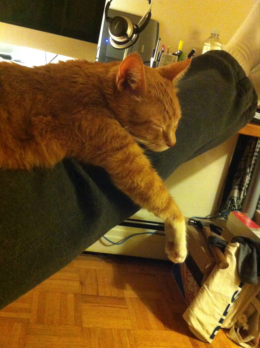 nderu76's tweet photo. Good bye, Tom. You can bite me all the time when we meet again. I hope. 2006.09.06 - 2023.01.03 https://t.co/iDxpfVQO6d