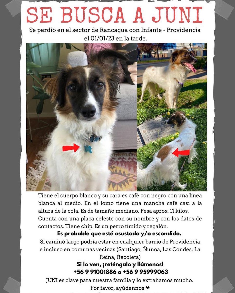 LalyPierola's tweet photo. #SeBusca: Quiero agradecer todo el apoyo y la preocupación que han tenido por mi familia. Mis amigos y seres queridos han sido maravillosos y nos han ayudado en estos tristes momentos. #JUNI es parte de nuestra familia y por eso duele tanto que no esté aquí. Seguimos buscándolo❤️ https://t.co/dK2f3Fl2VX