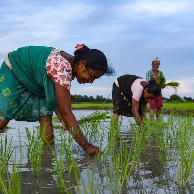 hmrff's tweet photo. 82% of India's #farmers are classified as small and marginal. Any farm sector reform in India can be successful only if it takes care of the needs and aspirations of this section.

#Sustainability #Agriculture https://t.co/LfowIyGpke