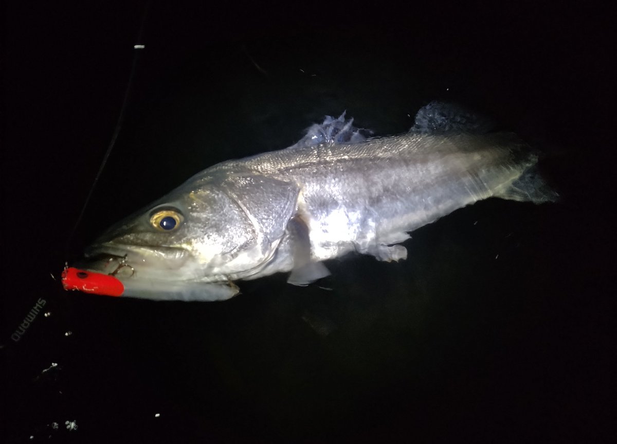 eno___ken's tweet photo. 2023年、最初にかけてキャッチした魚はまさかのランカー!!😂
そして次に70upを釣り、最後にまたランカー!!
という最高な釣り始めとなりました♪
しかもベイトで…
ジェノスも無事にランカー入魂😆♪
#SHIMANO
#EXSENCE
#MEGABASS
#カゲロウ
#ima
#iBORN https://t.co/mjGHpNMsXk