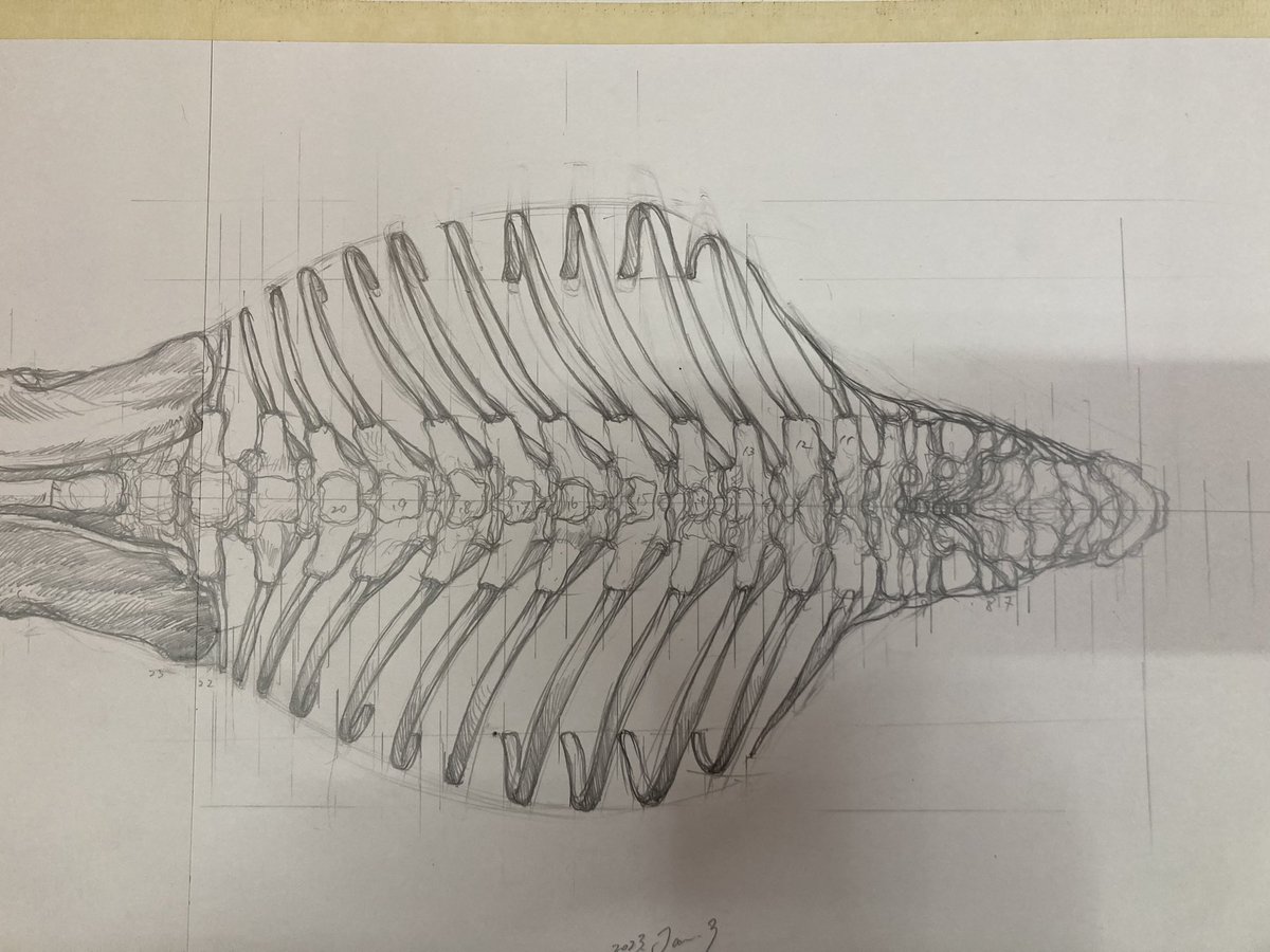 ティラノサウルス骨格の上面図のラフを少し修正。ここから転写してペン入れしていきます。 