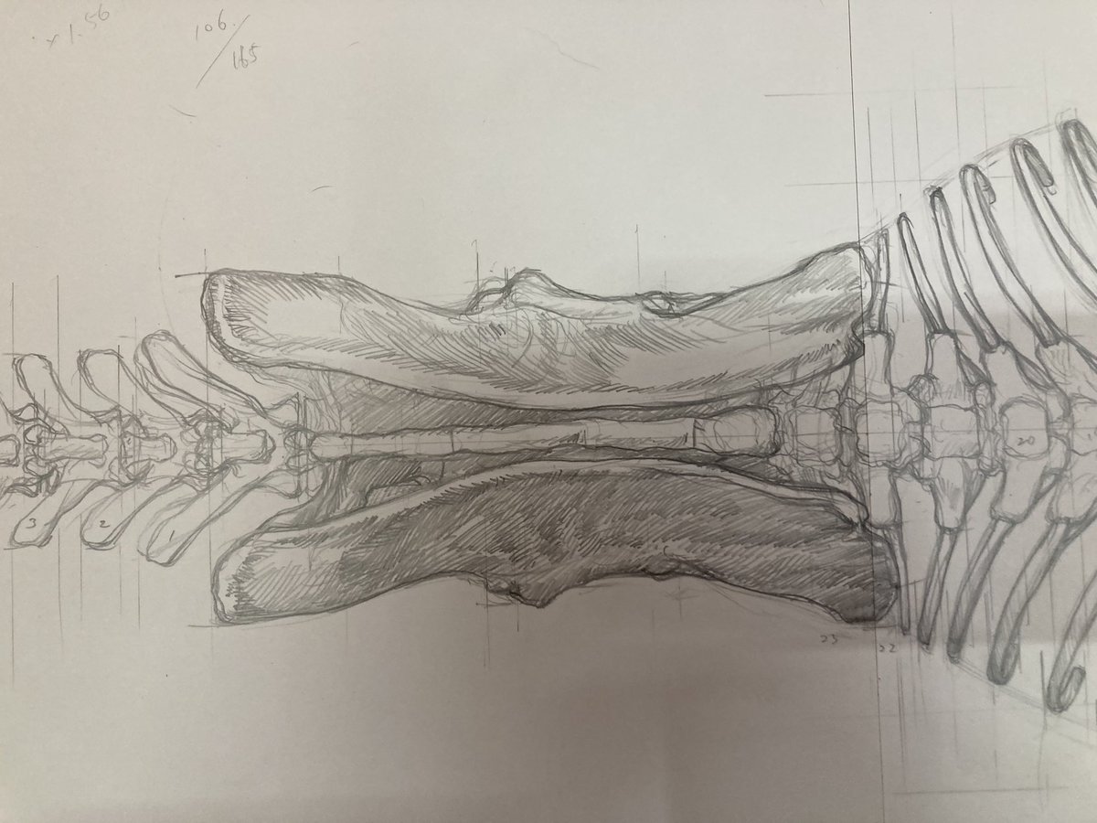 ティラノサウルス骨格の上面図のラフを少し修正。ここから転写してペン入れしていきます。 