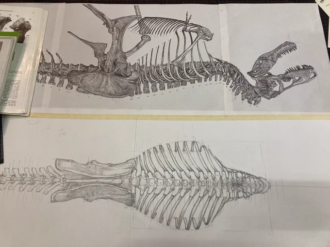 ティラノサウルス骨格の上面図のラフを少し修正。ここから転写してペン入れしていきます。 
