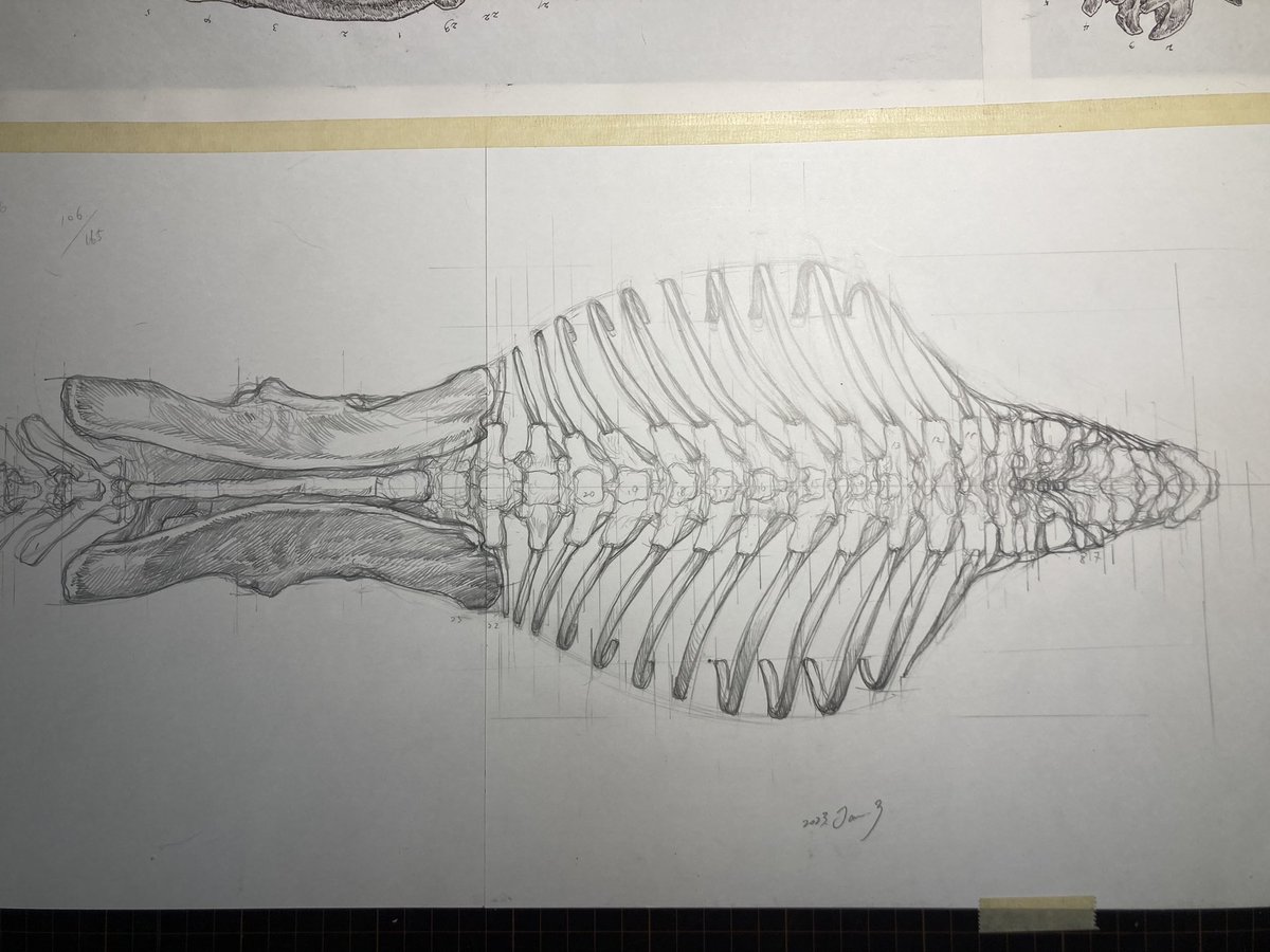 ティラノサウルス骨格の上面図のラフを少し修正。ここから転写してペン入れしていきます。 