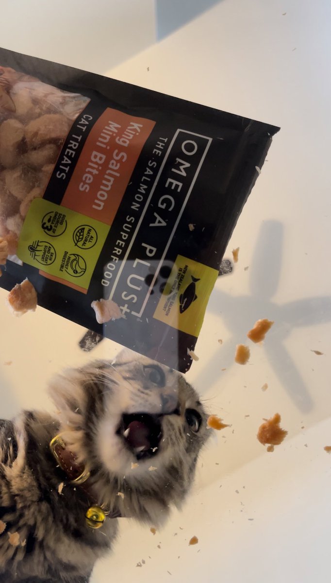 Caption this:

#Cat #CatsOfTwitter #CatsOnTwitter