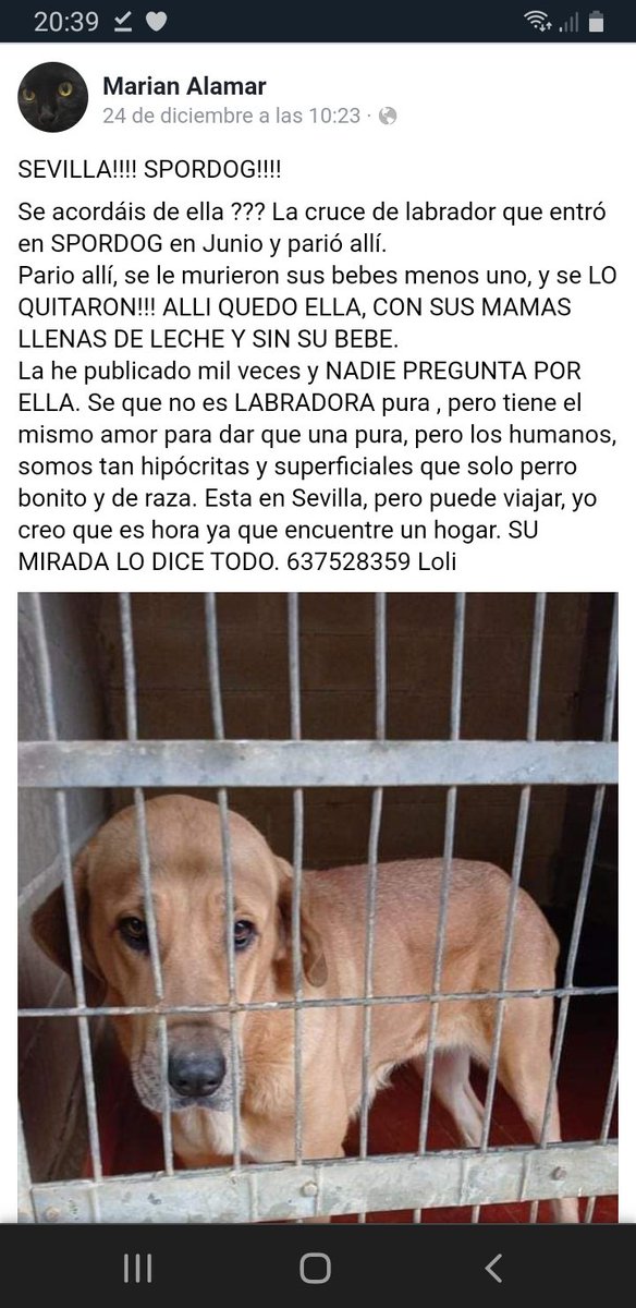 Nuriavg6's tweet photo. #AYUDA #AdoptaNoCompres Esta perrita lleva 7 meses en SporDog en #Sevilla #AdoptADog #Dogs #Perros Se busca acogida o adopción para ella, por favor, necesita un hogar 🙏 @siviaromera1  @up_person @unaiwind @RedAnimalistas1 @BalagRuth @Isagonz__   @madisonhartford @Quima23 https://t.co/d4PBSGYlhV