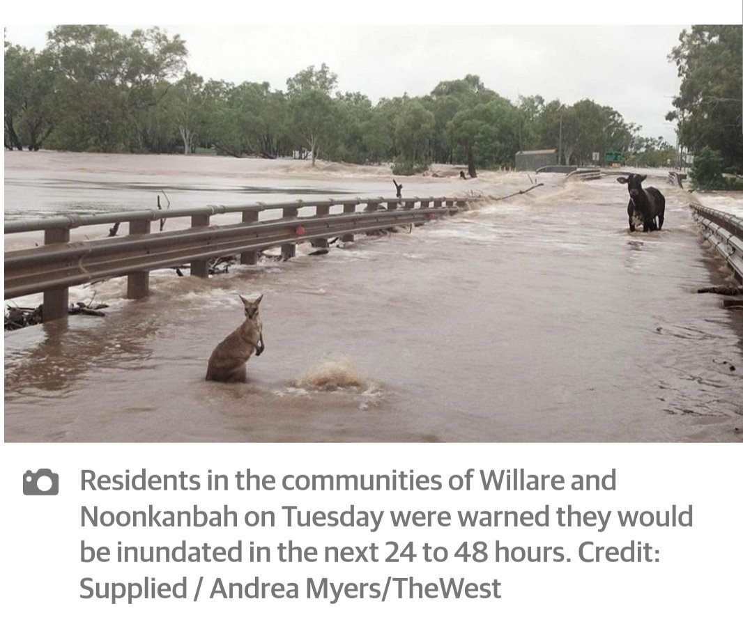 In Australia it rains cows and kangaroos #flooding #australia #fitzroycrossing #rain #weather #catsanddogs