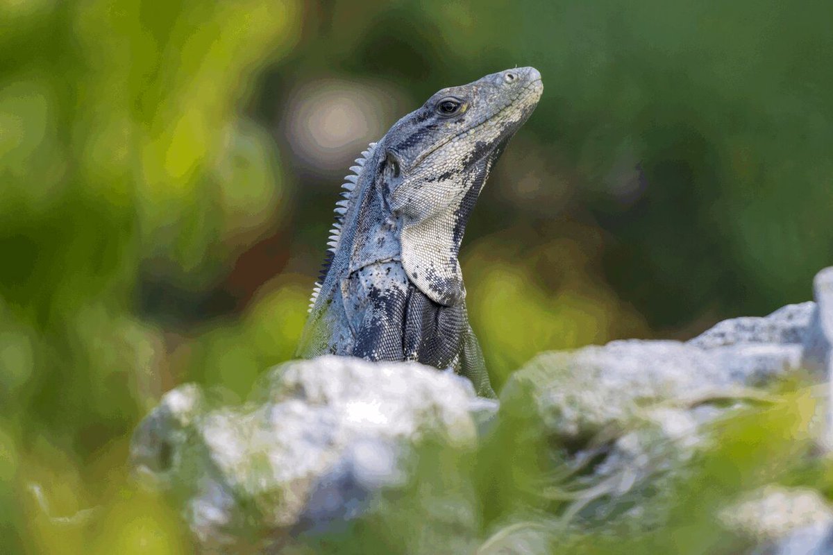 crittercrawlers's tweet photo. An Ectothermic animal is cold-blooded whose body temperature is regulated by the environment, for example, warmth from sunlight or heated surface.
#critters #crawlers #crittersandcrawlers #yyc #shopyyc #petfood #liveinsects #livepetfood #reptilefood #livefeederinsects https://t.co/ozxq13PYIo