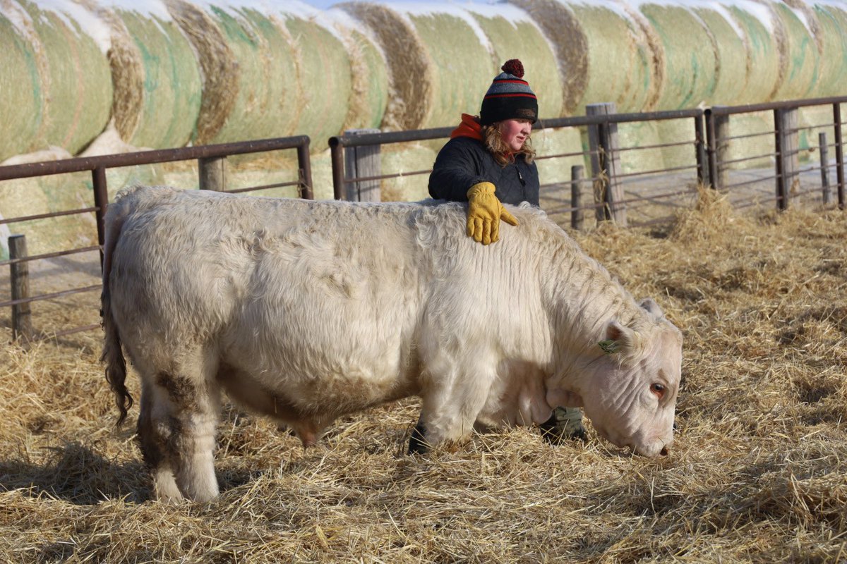 Crazy to think sale day is only 50 days away, on Feb 22. This year features 25+ two year old white bulls, 25+ yearling white bulls, 50+ Hereford yearlings, and red f1 replacements on offer. If you would like to be added to our mailing list contact <a href="/wadebeck78/">Wade Beck</a> <a href="/mccoycattle/">McCoy Cattle Co</a> or me.