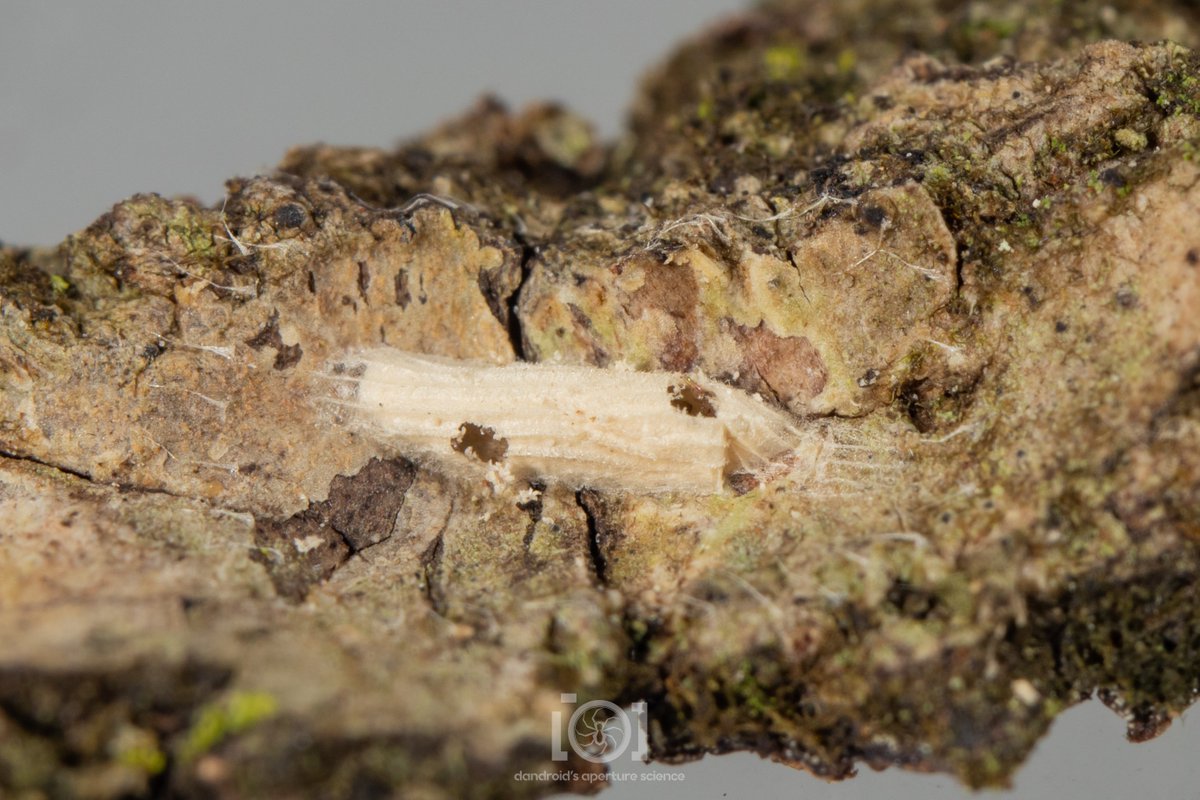 Yeah, ____ is great, but have you ever felt the joy of taking home a tiny moth cocoon and having a couple of shiny nugget encyrtids appear 2 weeks later? 🖤

1/3/23. N. Florida