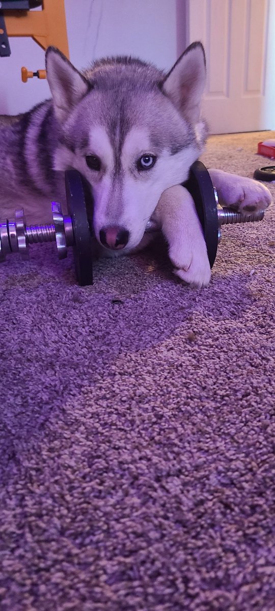 nate_wrenn21's tweet image. A family that lifts together sticks together ❤️ 
4yrs old or not i tell that boy to #QuitBitchin daily we out here raising fucking WARRIORS over here @Devious_DeadNFT and im hyped to get more going between @QuitBitchingCo and Us. 
#QuitBitchin #DeviousGains